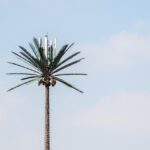 rakuten mobile network coverage